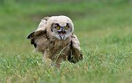01 Eurasian eagle-owl (owlet, Bubo bubo)